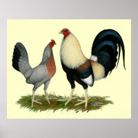 Golden Duckwing Chickens