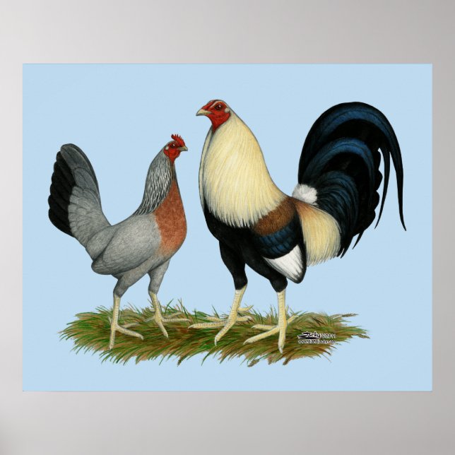 Golden Duckwing Chickens Poster (Front)