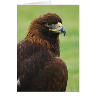 golden eagle