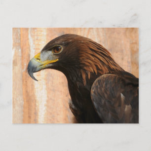 Golden Eagle (bird) Postcard