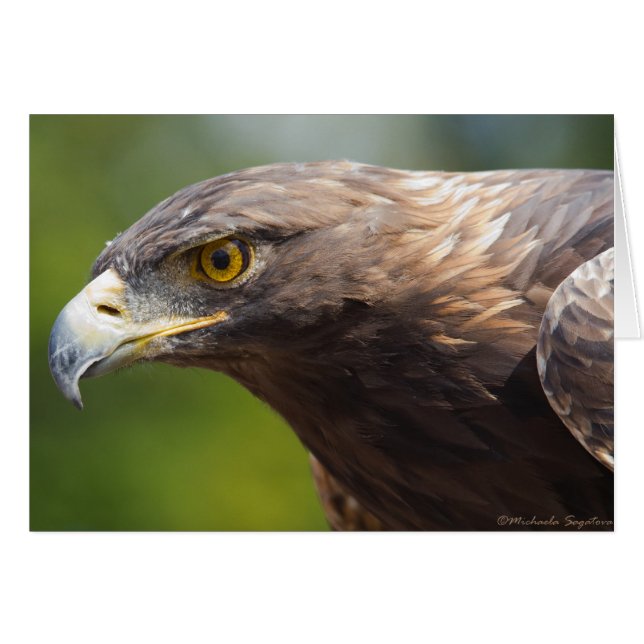 Golden Eagle closeup (Front Horizontal)