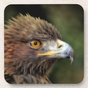 golden eagle coaster
