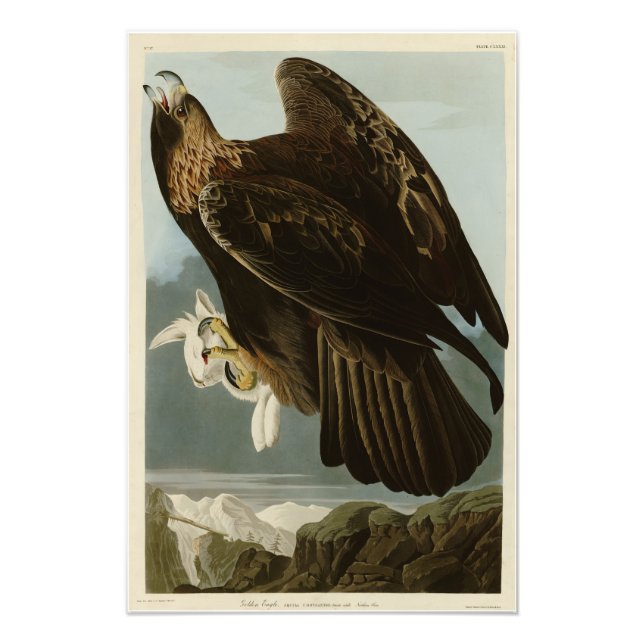Golden Eagle from Audubon's Birds of America Photo Print (Front)