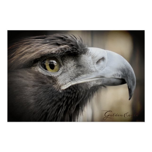 Golden Eagle: Glossy Poster (Front)