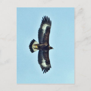 Golden Eagle in Flight Postcard
