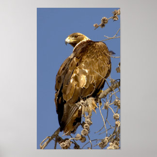 Golden Eagle  in Yellowstone Poster