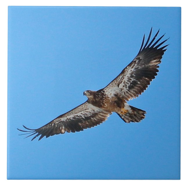 Golden Eagle Large 6" x 6" Ceramic Tile (Front)