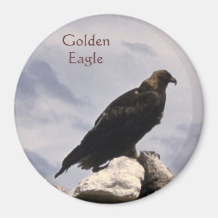 Golden Eagle Magnet