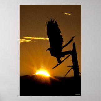 Golden Eagle - Northern CA  - Sierra Nevadas Poster