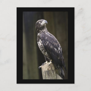 Golden Eagle Photo Postcard
