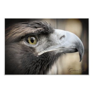 Golden Eagle:Photo Print