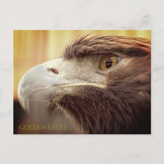 Golden Eagle：Postcard Postcard (Front)