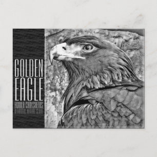 Golden Eagle [Postcard] Postcard