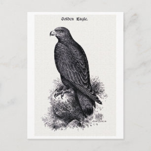 "Golden Eagle" Vintage Illustration Postcard