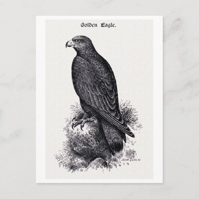 "Golden Eagle" Vintage Illustration Postcard (Front)