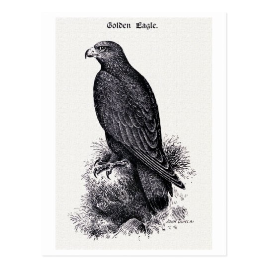 "Golden Eagle" Vintage Illustration Postcard