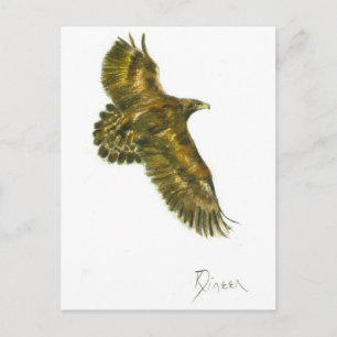 Golden Eagle Wildlife Postcard