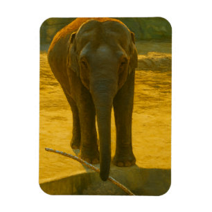 Golden Elephant Wisdom – Majestic Wildlife Magnet