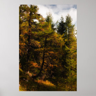 Golden European larch in autumn colours Poster