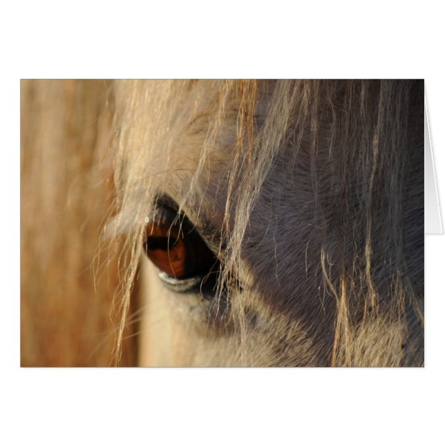 Golden Eye (Front Horizontal)