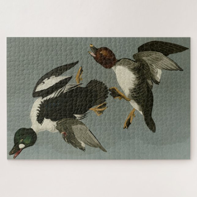 Golden-Eye Duck - from Audubon's Birds of America Jigsaw Puzzle (Horizontal)