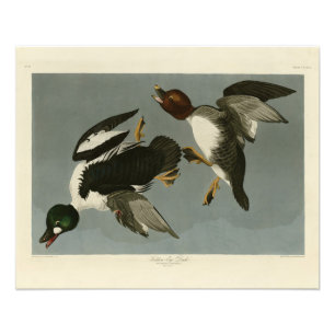 Golden-Eye Duck - from Audubon's Birds of America Photo Print