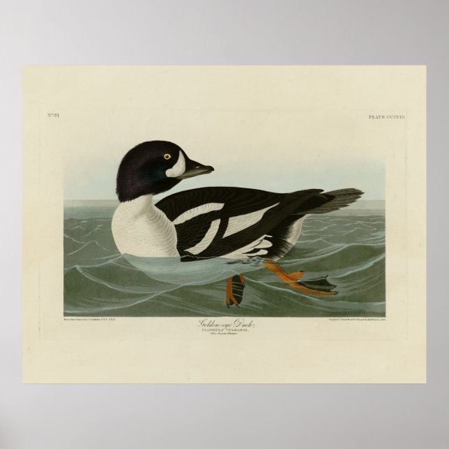 Golden-eye Duck from Audubon's Birds of America Poster (Front)