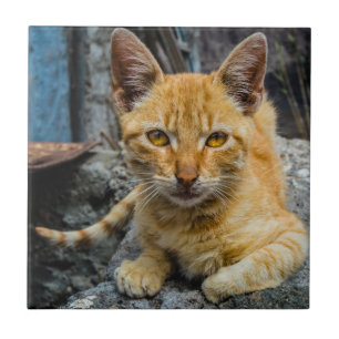 Golden Eyes Ceramic Tile