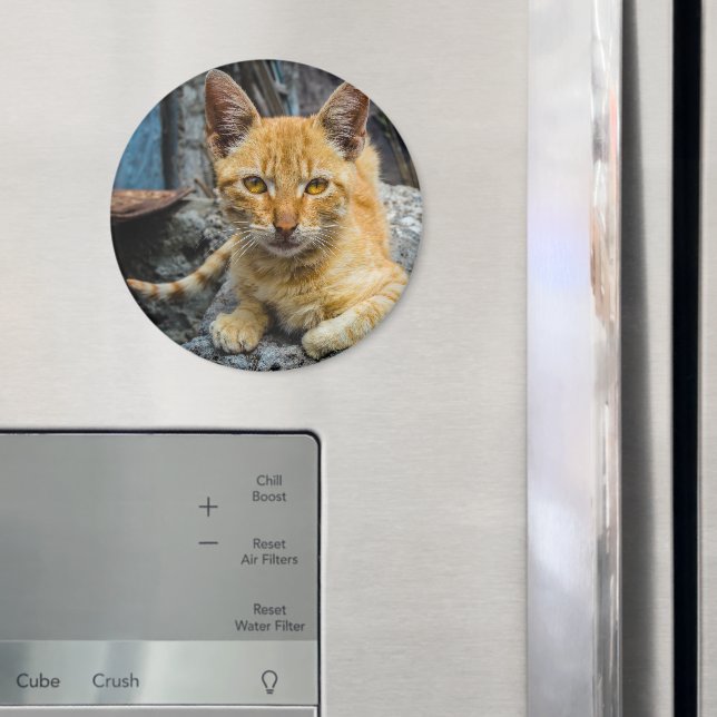 Golden Eyes Magnet (In Situ (Fridge))