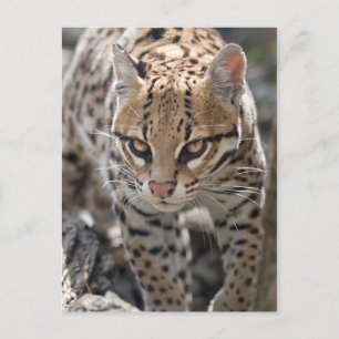 Golden Eyes Postcard