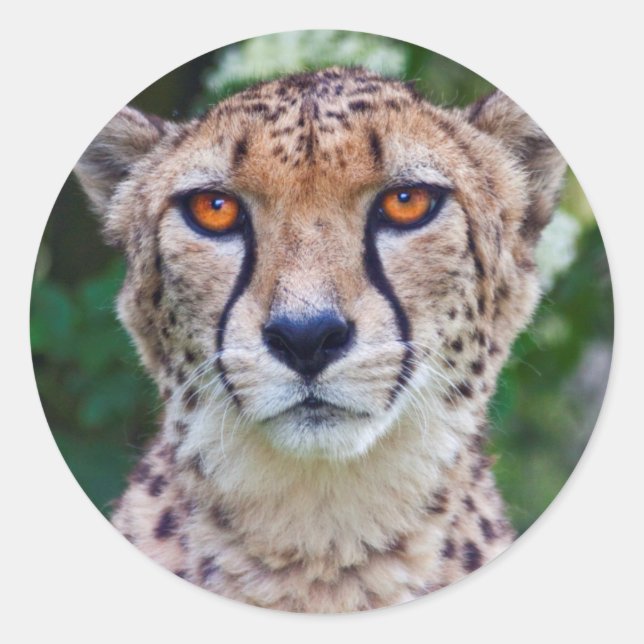 Golden Eyes Sticker (Front)