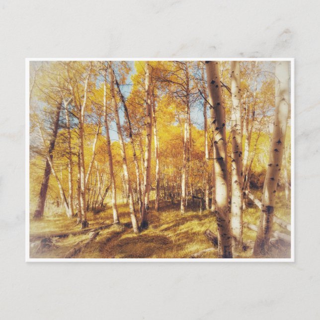 Golden Fall Foliage Forest Landscape Postcard (Front)