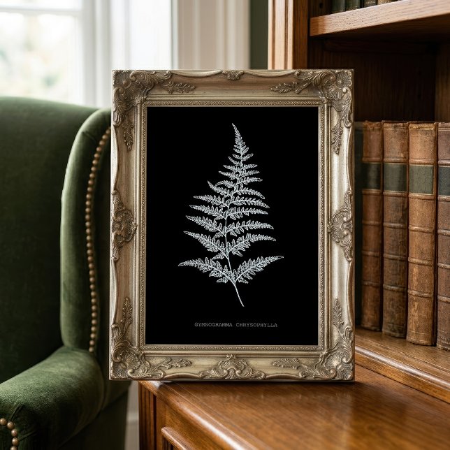 Golden Fern Frond, Gymnogramma Chrysophylla Photo Print (Golden Fern Frond, Gymnogramma Chrysophylla. Photo Print)