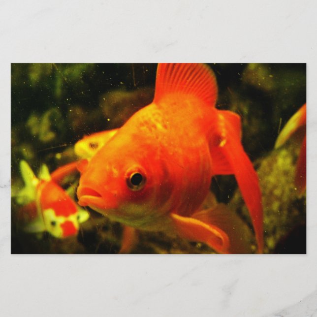 Golden fish stationery (Front)