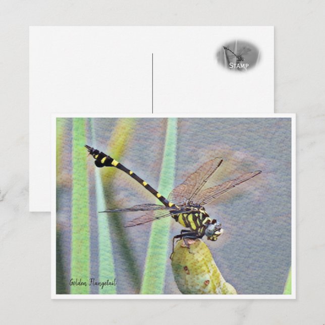 Golden Flangetail Postcard (Front/Back)