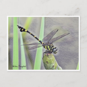 Golden Flangetail Postcard