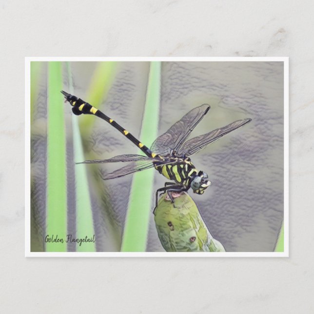 Golden Flangetail Postcard (Front)