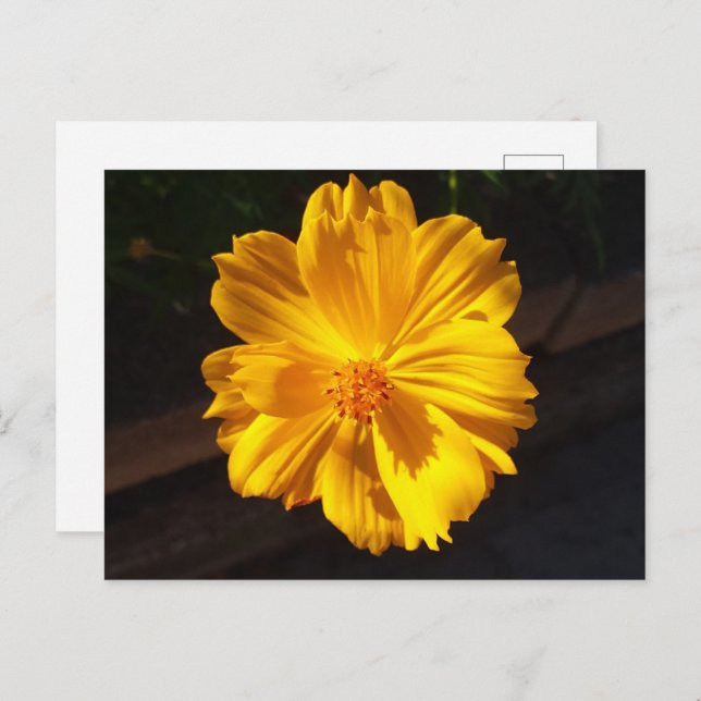 Golden Flower Macro Photography Postcard (Front/Back)