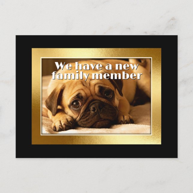 Golden Frame - Rectangle Shape 6 pug dog Postcard (Front)