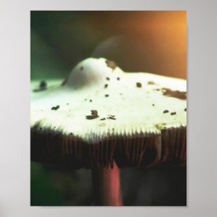 Golden Glow Mushroom Poster
