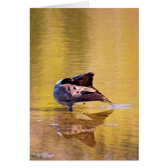 Golden Goose (Front)