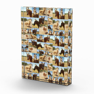 **"Golden Grace: A Palomino Photo Collage"** Block