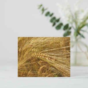 Golden Grains of Wheat. It’s Harvest Time! Holiday Postcard