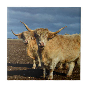 Golden Highlands: The Grace of Fawn-Coloured Cows Ceramic Tile