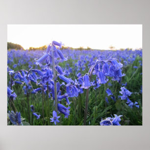 Golden Hour Bluebells - Personalised Poster