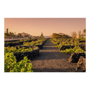 Golden Hour over La Geria Vineyards Lanzarote Poster