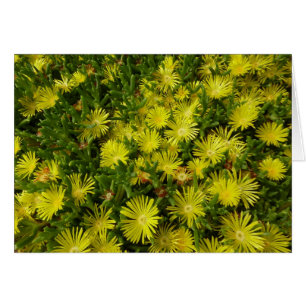 Golden Ice Plant Yellow Flowers