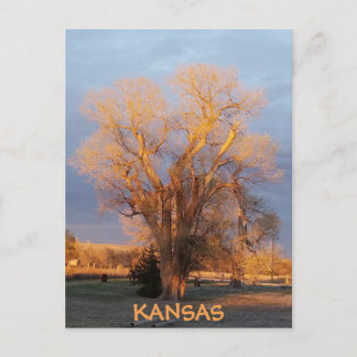 Golden Kansas Cottonwood Tree Postcard