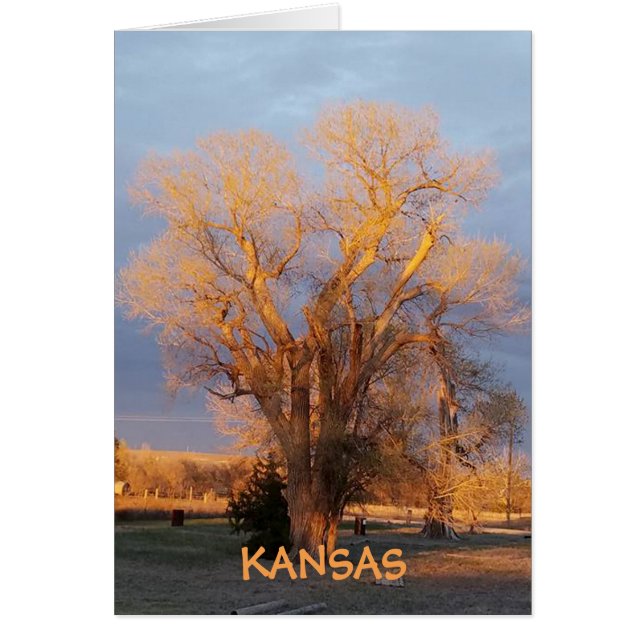 Golden Kansas State Tree - Cottonwood (Front)