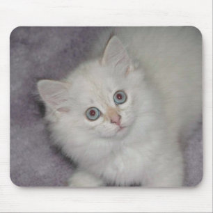 Golden Kitten Mousepad